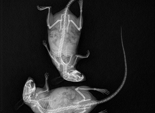 基于平板探測(cè)器的小動(dòng)物微型CT成像系統(tǒng)